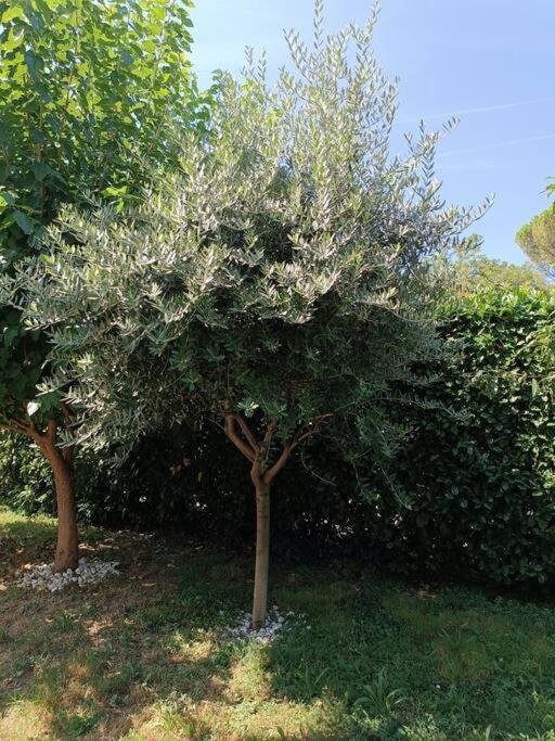 B&B Il Tulipano Como Exterior foto